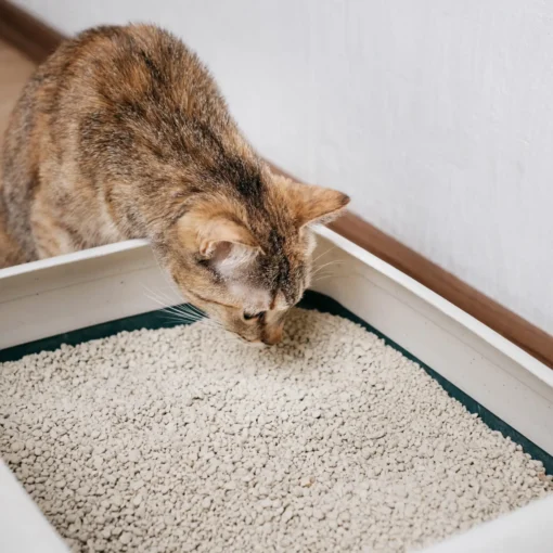 Come puoi far capire al tuo gatto che deve usare la lettiera? petMania
