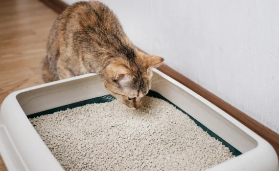 Come puoi far capire al tuo gatto che deve usare la lettiera? petMania