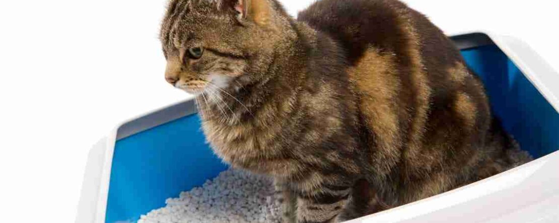 Sei sicuro di preparare correttamente la lettiera del tuo gatto? PetMania