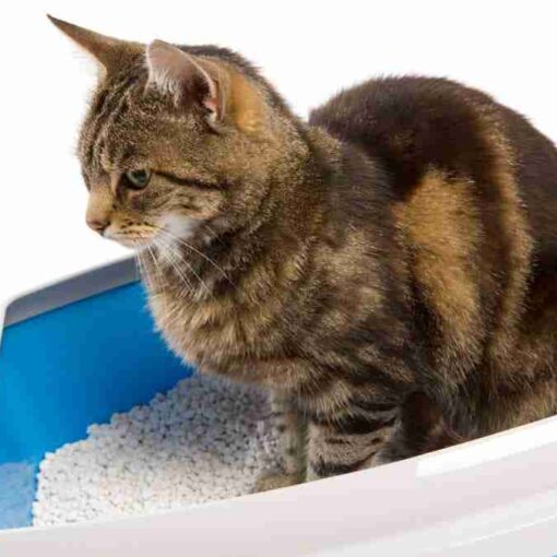 Sei sicuro di preparare correttamente la lettiera del tuo gatto? PetMania