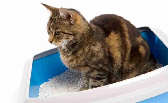 Sei sicuro di preparare correttamente la lettiera del tuo gatto? PetMania