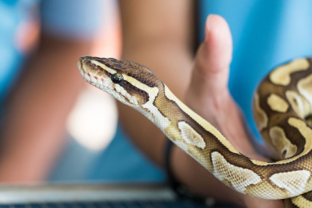 Come Riconoscere i Segnali di Malessere in un Serpente
PetMania