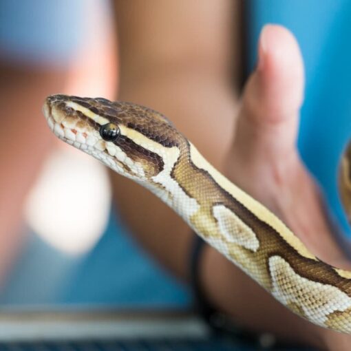 Come Riconoscere i Segnali di Malessere in un Serpente PetMania