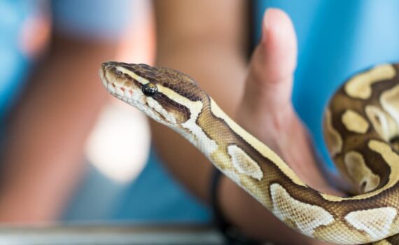 Come Riconoscere i Segnali di Malessere in un Serpente PetMania