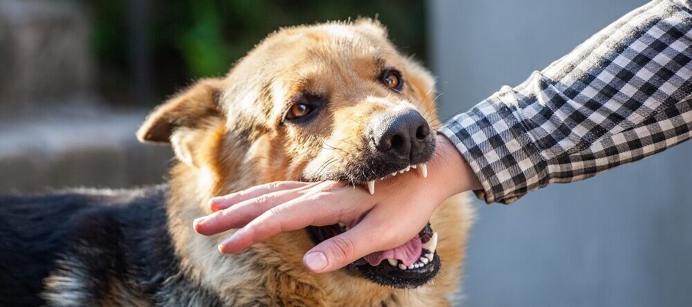 Quali sono i modi migliori per insegnare al tuo cane a non mordere PetMania