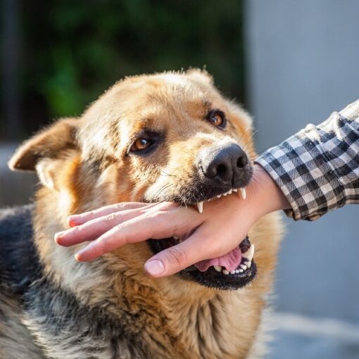 Quali sono i modi migliori per insegnare al tuo cane a non mordere PetMania