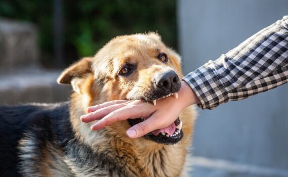 Quali sono i modi migliori per insegnare al tuo cane a non mordere PetMania