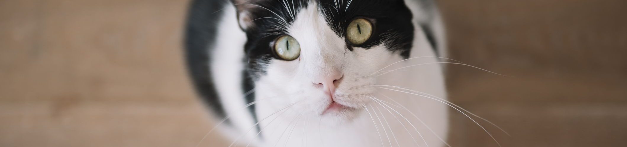 Come Far Imparare il Nome al Tuo Gatto Velocemente PetMania