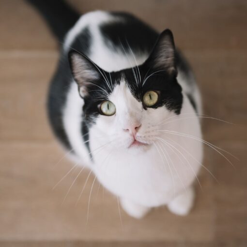 Come Far Imparare il Nome al Tuo Gatto Velocemente PetMania