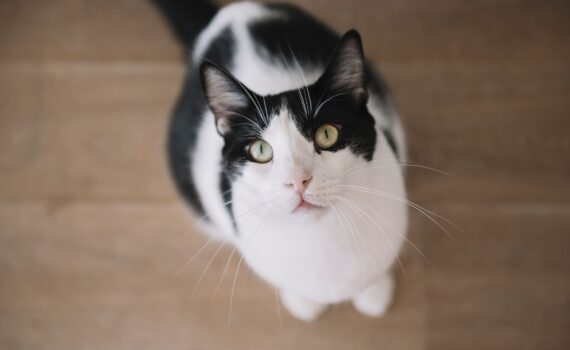 Come Far Imparare il Nome al Tuo Gatto Velocemente PetMania