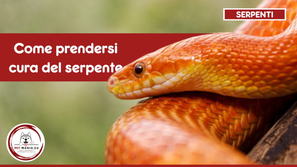 Come prendersi cura di un serpente senza fare errori
PetMania