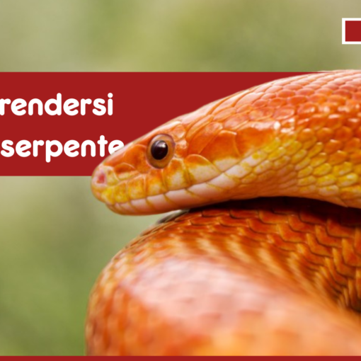 Come prendersi cura di un serpente senza fare errori PetMania