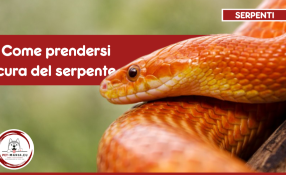 Come prendersi cura di un serpente senza fare errori PetMania