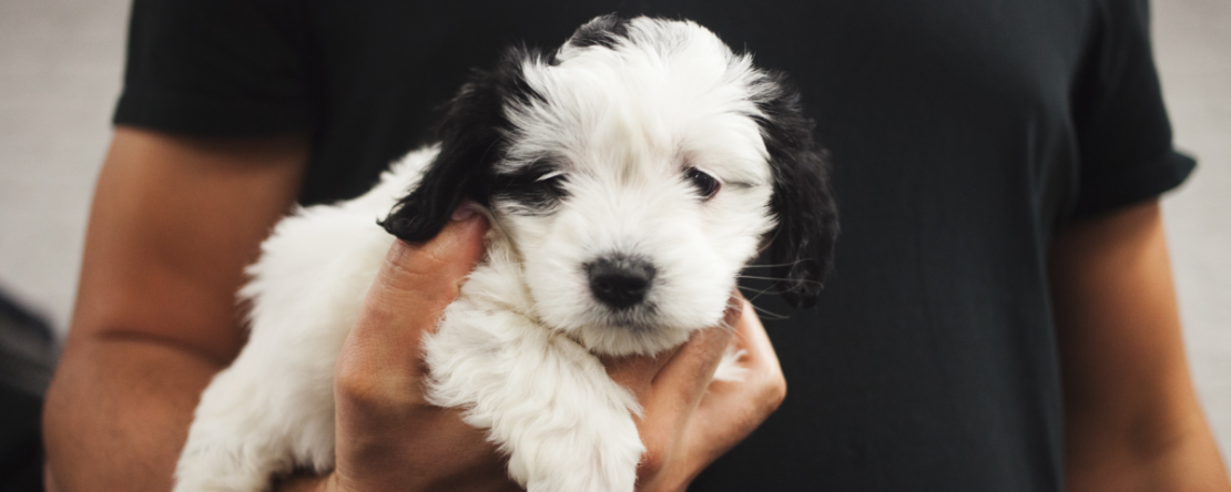 Come prendere in braccio un cane piccola taglia senza sbagliare PetMania