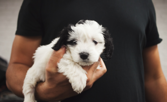 Come prendere in braccio un cane piccola taglia senza sbagliare PetMania