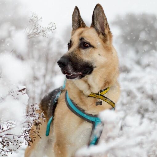 I Cani Sentono Freddo? Come Capirlo e Cosa Fare PetMania