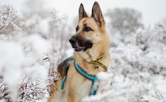 I Cani Sentono Freddo? Come Capirlo e Cosa Fare PetMania