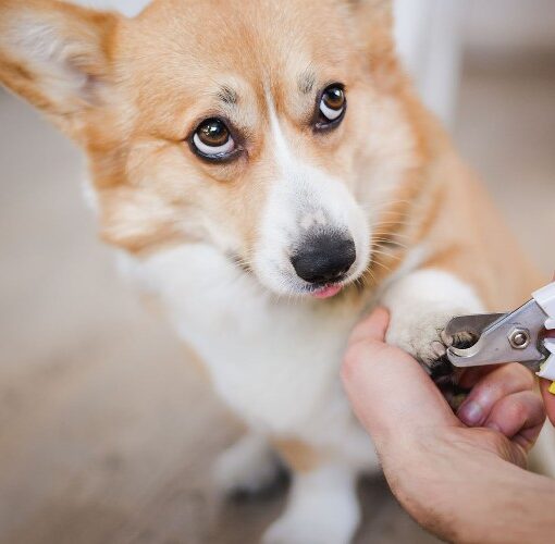 Come Tagliare le Unghie al Cane con un Approccio Sicuro PetMania
