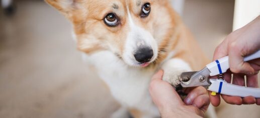 Come Tagliare le Unghie al Cane con un Approccio Sicuro PetMania