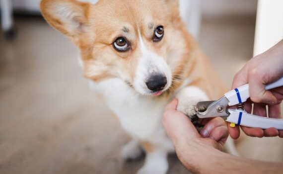 Come Tagliare le Unghie al Cane con un Approccio Sicuro PetMania