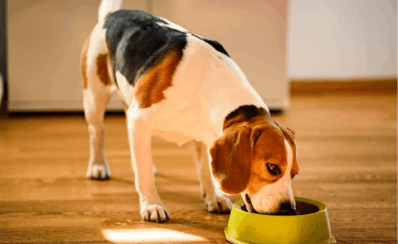 Cosa Dare al Cane con Diarrea: Rimedi e Consigli Utili iMania