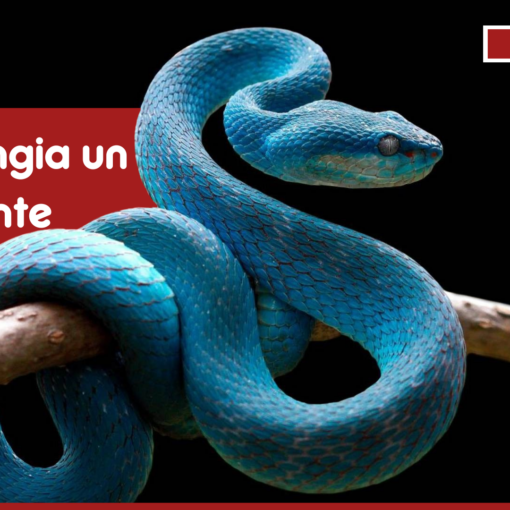 Cosa Mangia un Serpente Domestico PetMania