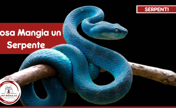 Cosa Mangia un Serpente Domestico PetMania