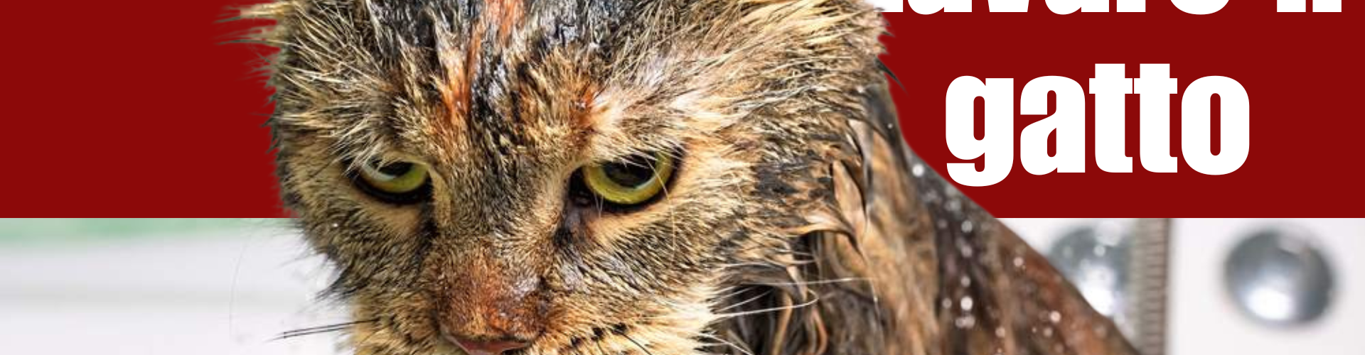 Come Lavare un Gatto con il giusto approccio PetMania