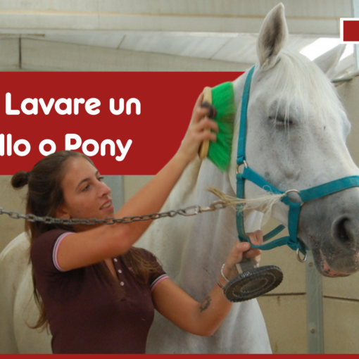 Come Lavare un Cavallo o un Pony per una Pulizia Efficace PetMania
