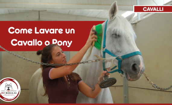 Come Lavare un Cavallo o un Pony per una Pulizia Efficace PetMania