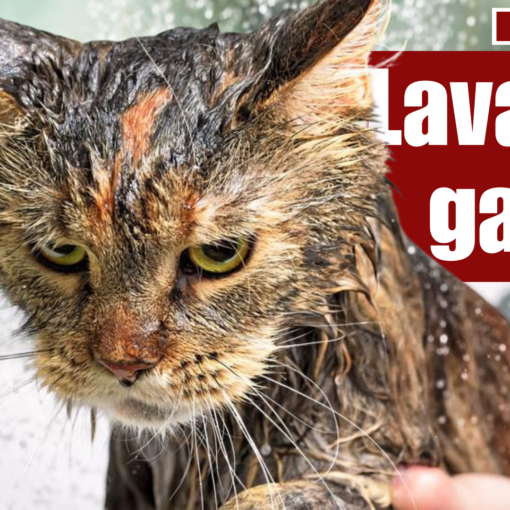 Come Lavare un Gatto con il giusto approccio PetMania