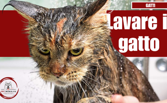 Come Lavare un Gatto con il giusto approccio PetMania