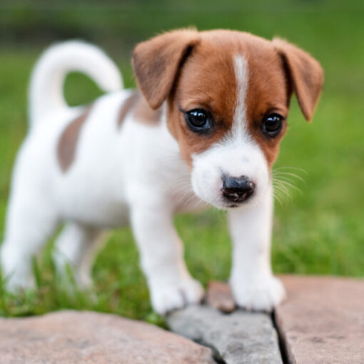 Come Addestrare un Cucciolo di Cane PetMania