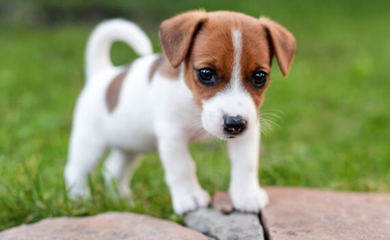 Come Addestrare un Cucciolo di Cane PetMania