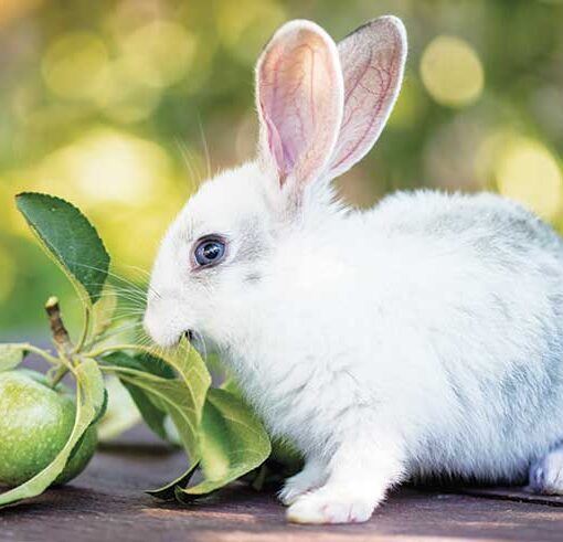 Perché l’Alimentazione del Coniglio è Così Importante? PetMania