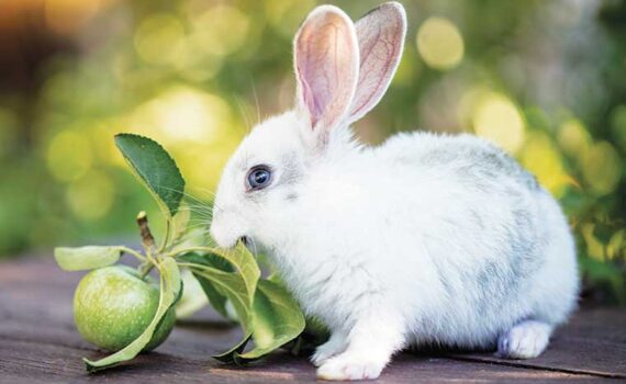 Perché l’Alimentazione del Coniglio è Così Importante? PetMania