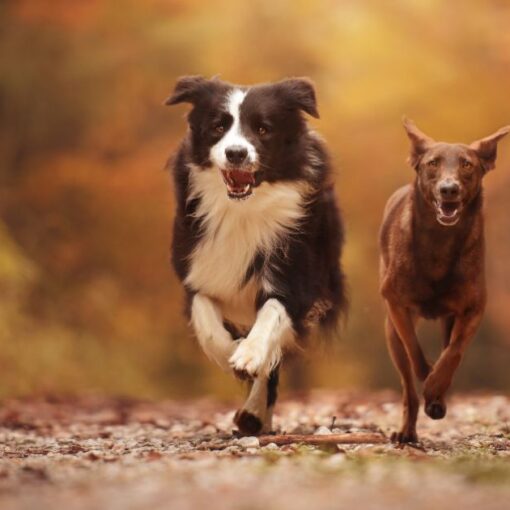 Come Capire il linguaggio del tuo Cane PetMania