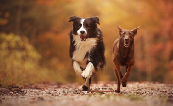 Come Capire il linguaggio del tuo Cane PetMania