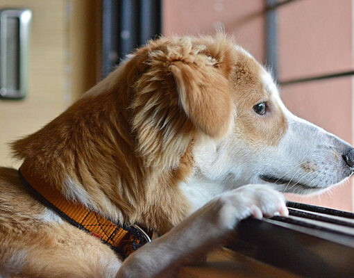 Come Abituare il Cane a Stare da Solo in Casa PetMania