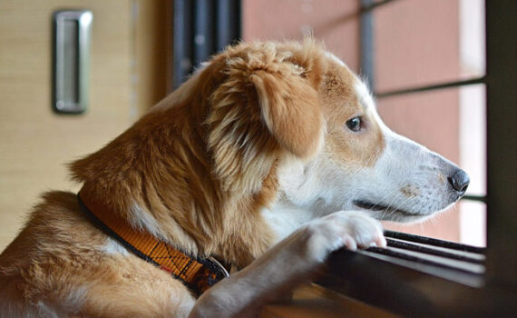 Come Abituare il Cane a Stare da Solo in Casa PetMania