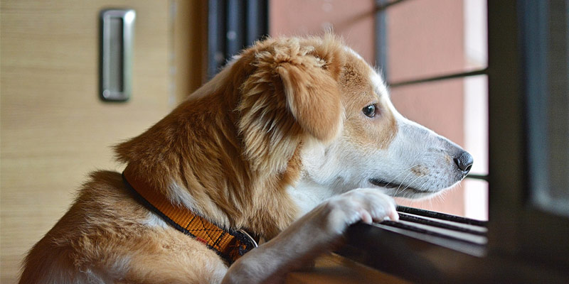Come Abituare il Cane a Stare da Solo in Casa
PetMania