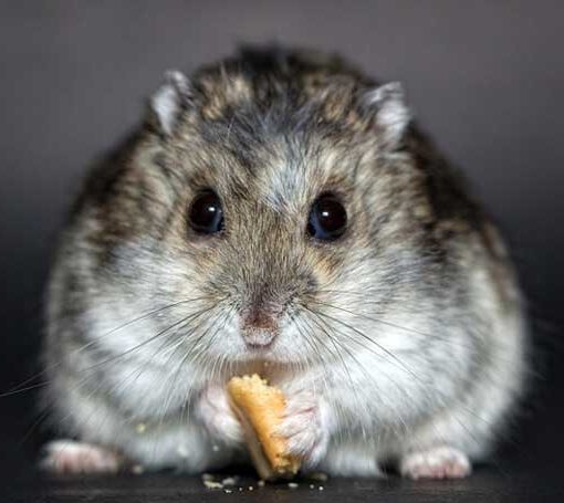 Qual'è l'alimentazione ideale per il tuo Criceto PetMania