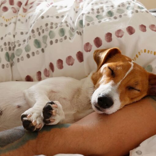 Quanto Dorme un Cane di Piccola Taglia PetMania