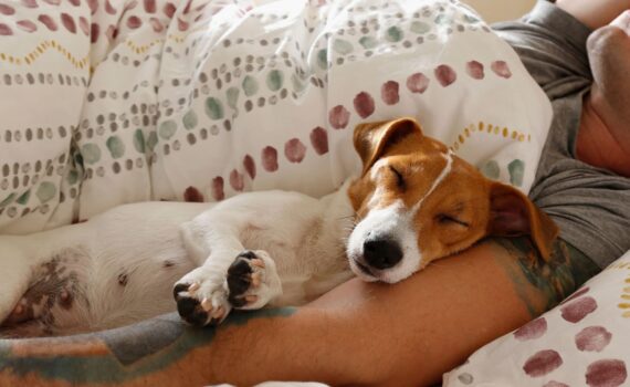 Quanto Dorme un Cane di Piccola Taglia PetMania