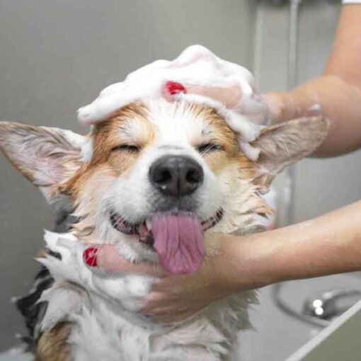 Come Lavare un Cane per una Pulizia Perfetta PetMania