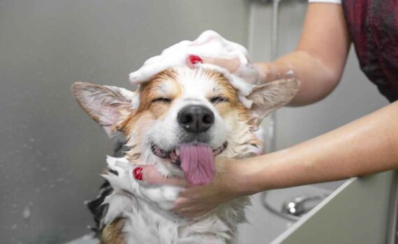 Come Lavare un Cane per una Pulizia Perfetta PetMania
