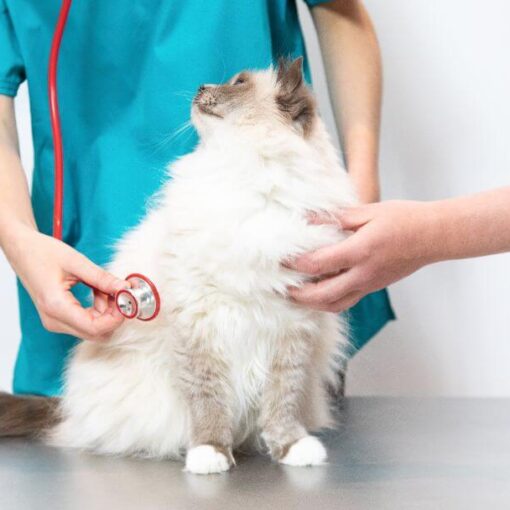 Perché Medicare un Gatto è una Sfida (e Come Affrontarla) PetMania