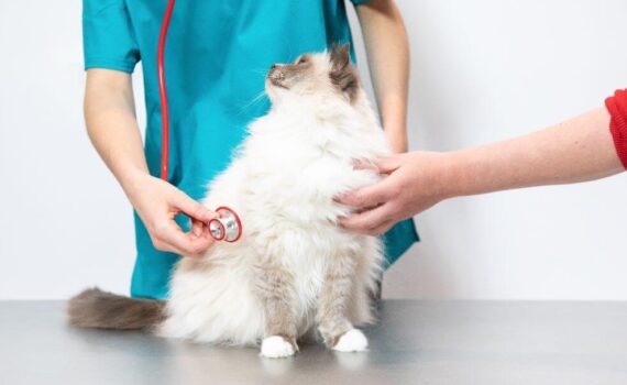 Perché Medicare un Gatto è una Sfida (e Come Affrontarla) PetMania