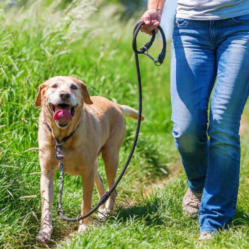 Come Portare a Passeggio il Cane PetMania