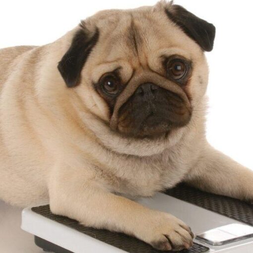 Perché il Peso del Tuo Cane è Importante? PetMania